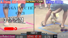 [CPC3] 3-12-2024 Đá Gà Trực Tiếp Thomo – dagatructiep5