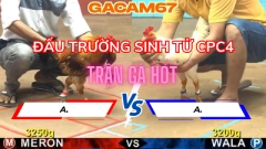 Đá Gà Trực Tiếp 1 – CPC4 & CPC5 Phát Sóng Lúc 9h Sáng Hôm Nay