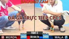 Đấu Trường ThoMo Trực Tiếp CPC3 – Xem Ngay Tại Đá Gà Trực Tiếp 1